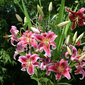 Verkauf Blühendes Sommerbeet - Sommerzwiebeln