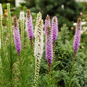 Verkauf Sommerzwiebeln - Blühendes Sommerbeet