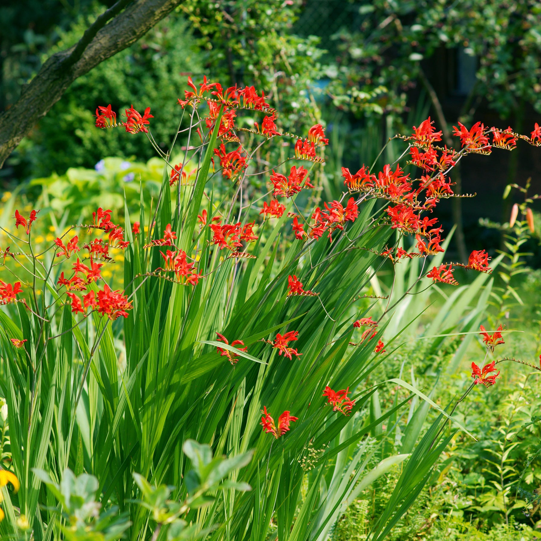 Verkauf Gladiolus, Begonia, Iris, Liatris, Crocosmia, Lilium, Dahlia - Blühendes Sommerbeet