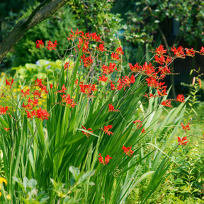 Verkauf Gladiolus, Begonia, Iris, Liatris, Crocosmia, Lilium, Dahlia - Blühendes Sommerbeet