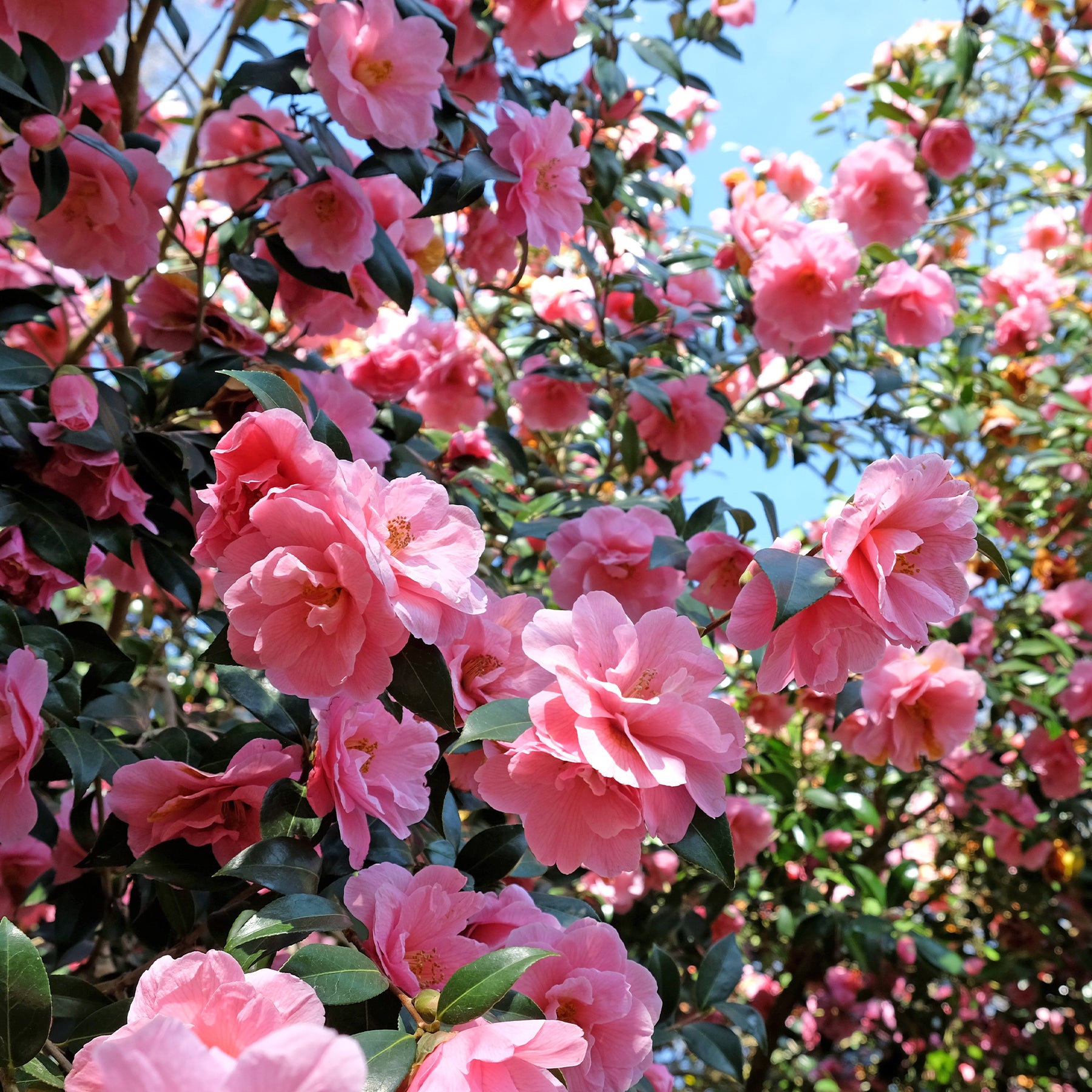 Japanische Kamelie rosa - Willemse