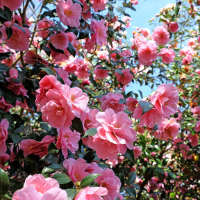 Japanische Kamelie rosa - Willemse