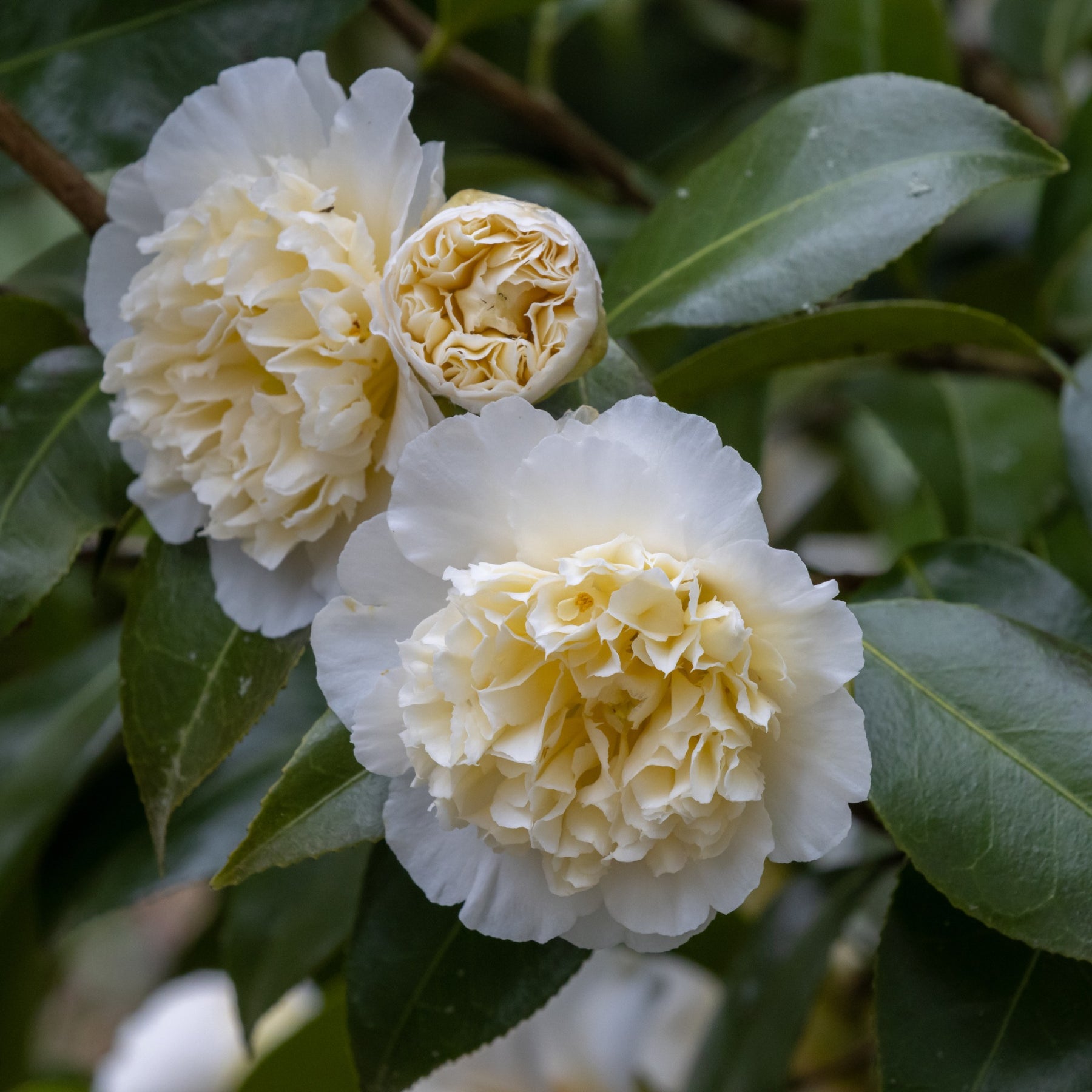 Japanische Kamelie weiß - Camellia japonica Brushfields Yellow - Willemse