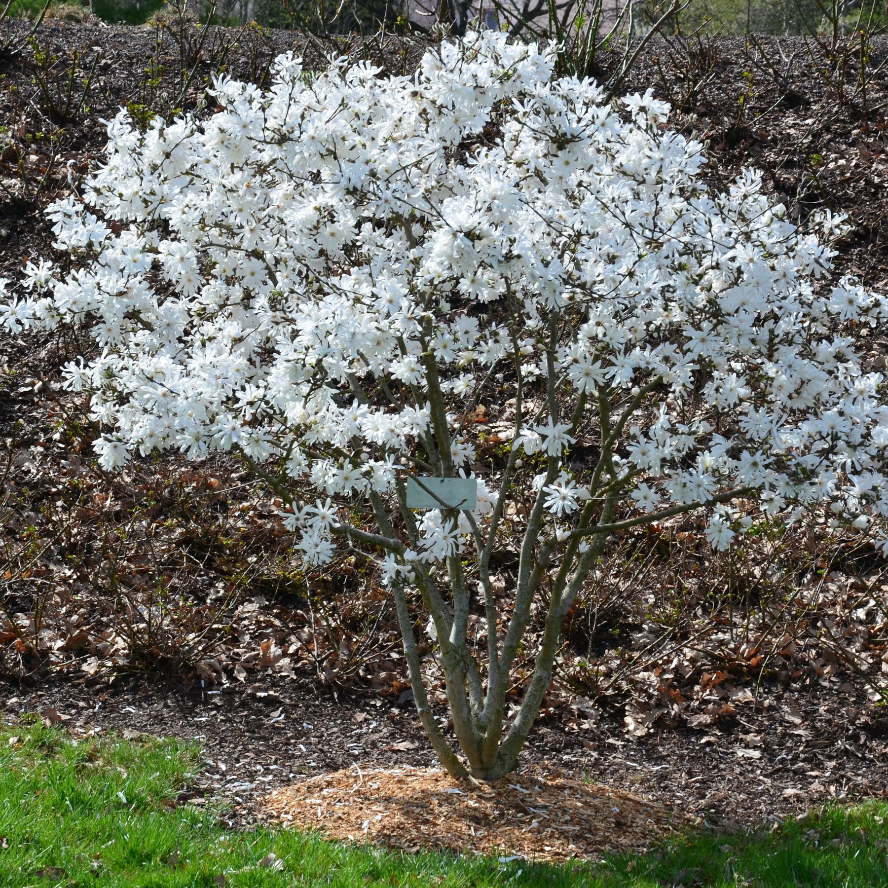 Magnolia stellata - Sternmagnolie - Magnolien