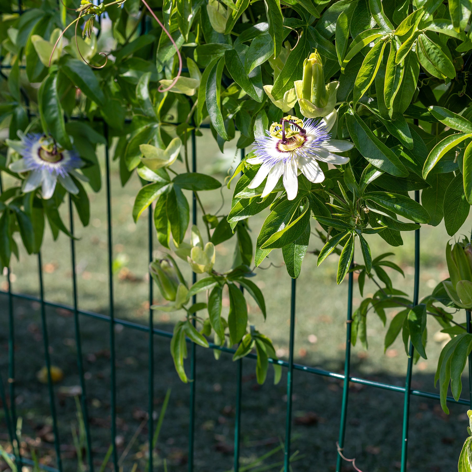Verkauf Passionsblume - Passiflora caerulea