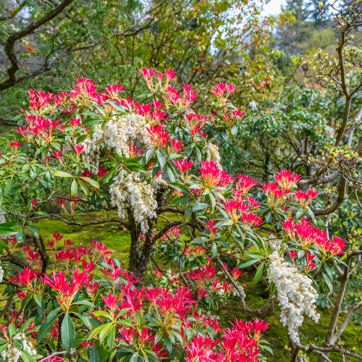 Immergrüne Pflanzen - Schattenglöckchen Forest Flame - Pieris Forest Flame