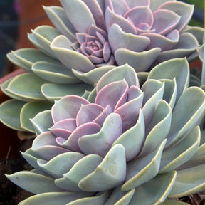 Echeverie ‘Perle von Nürnberg’ - Echeveria Pearl Von Nuernberg - Willemse