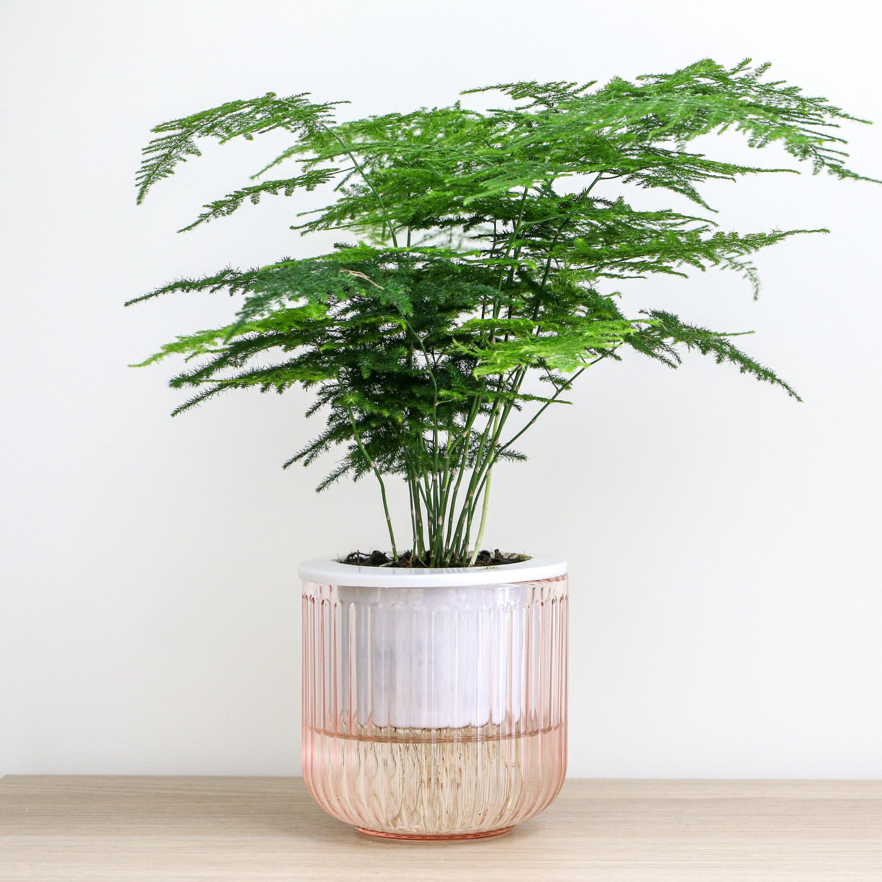 Spargelpflanze - Willemse