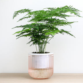 Spargelpflanze - Willemse