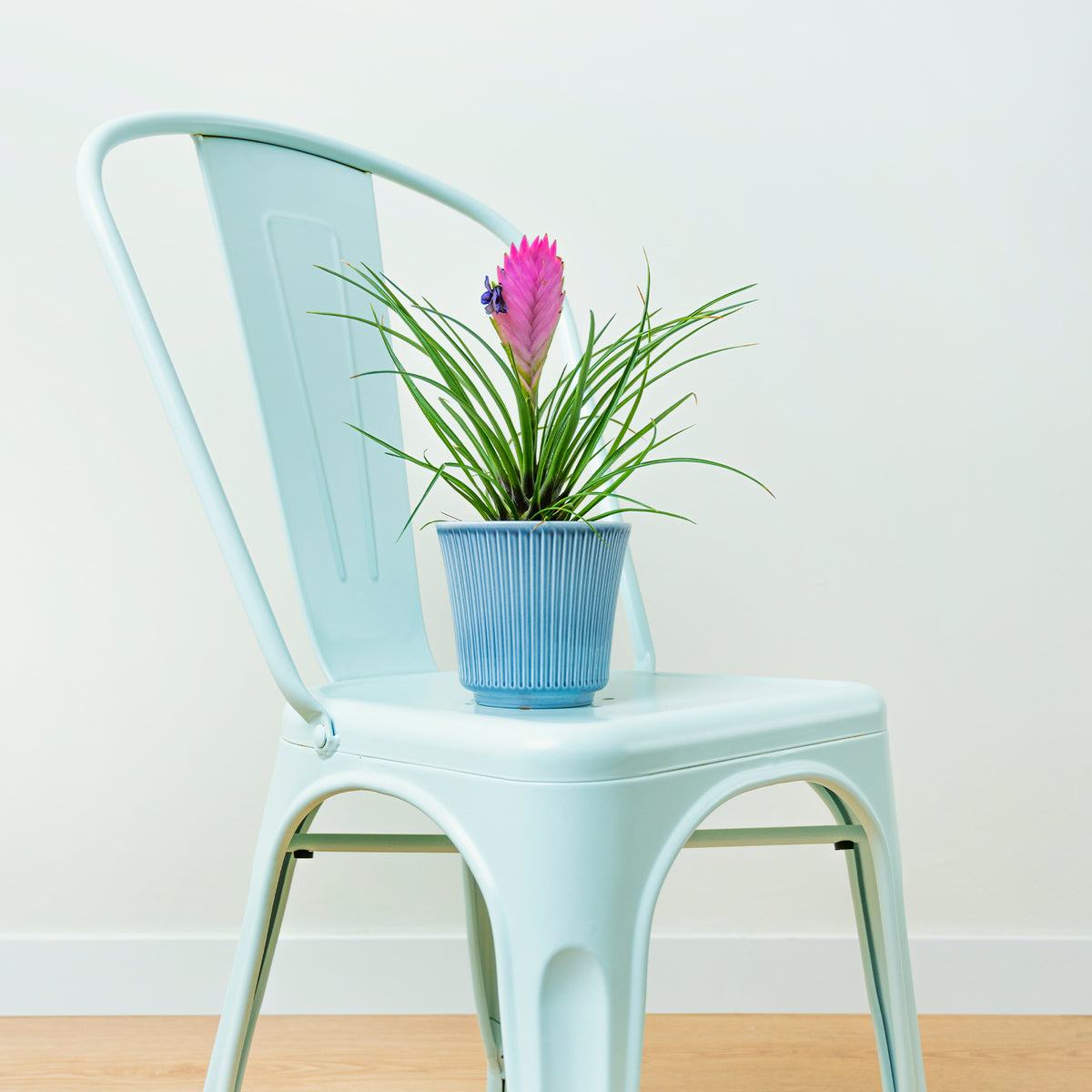 Verkauf Blaue Tillandsia - Tillandsia cyanea