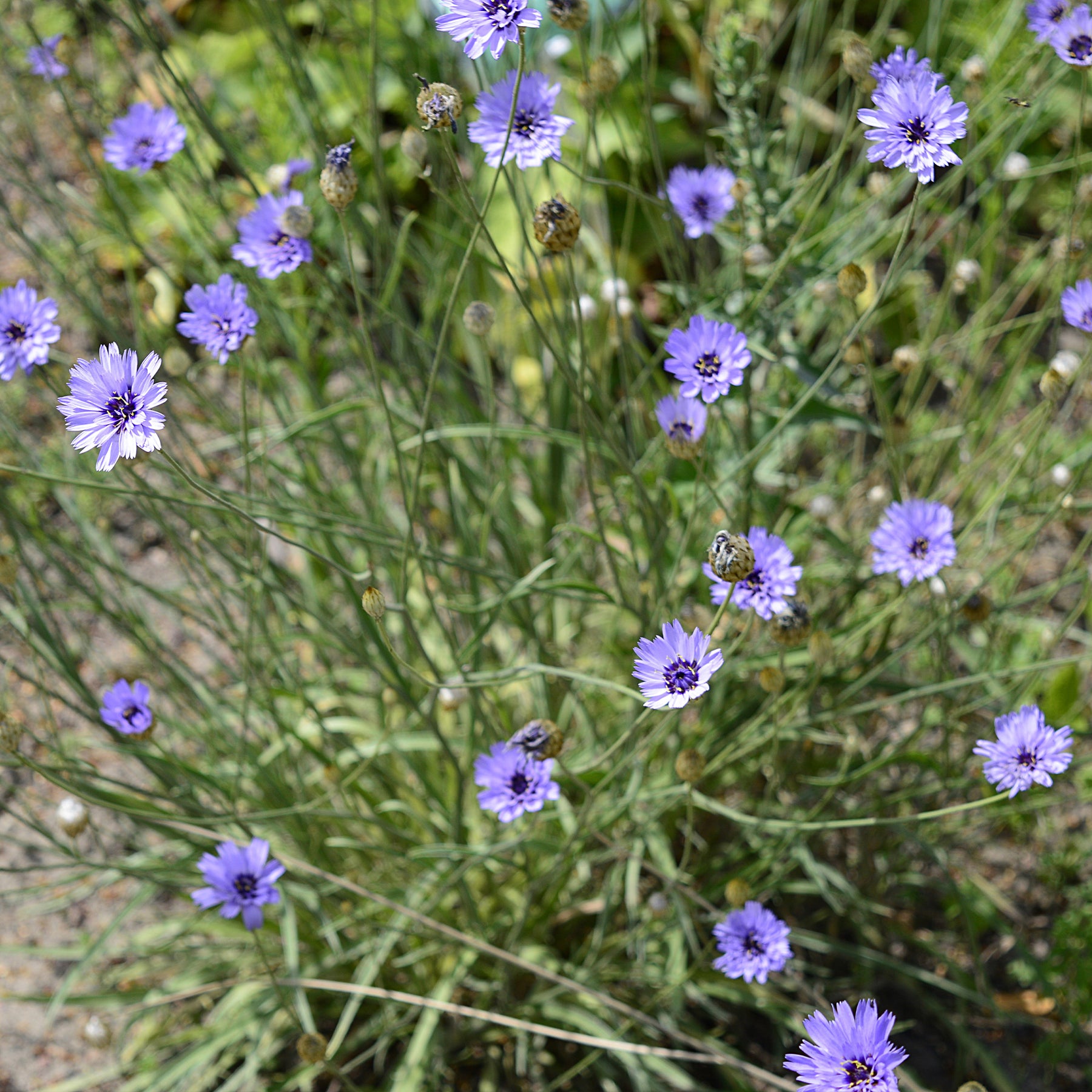 Catananche caerulea - Blaue Rasselblume - Blühende Stauden