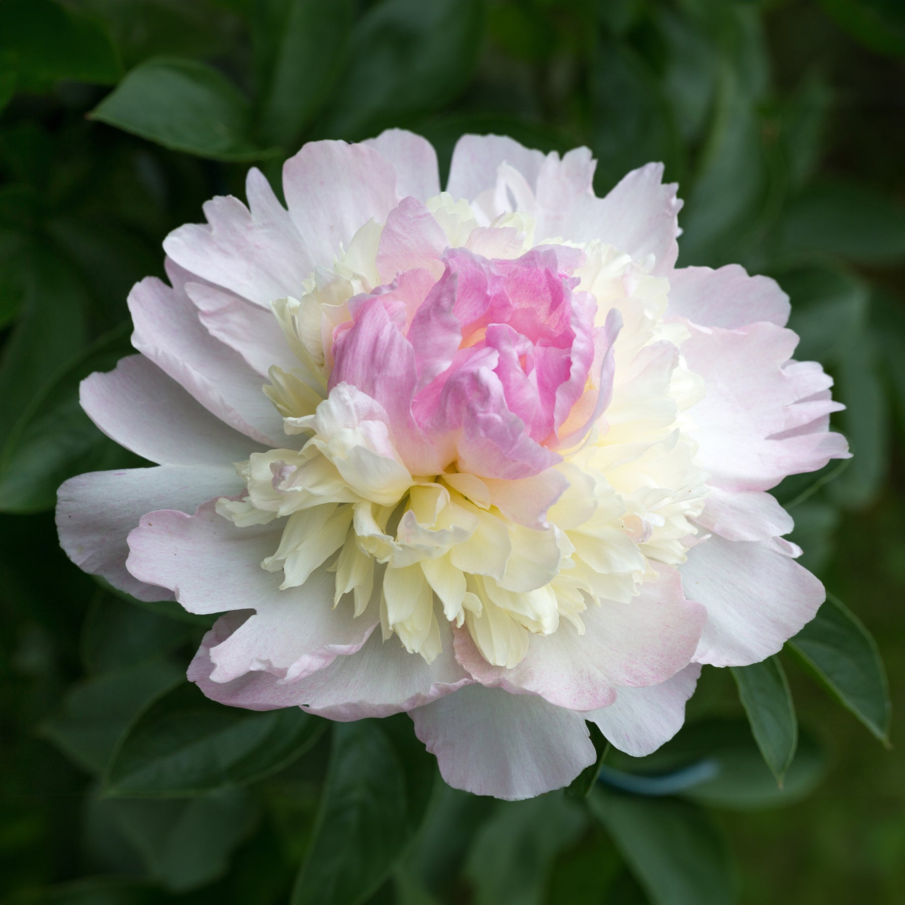 Paeonia lactiflora Raspberry Sundae - Pfingstrose Raspberry Sundae - Pfingstrosen