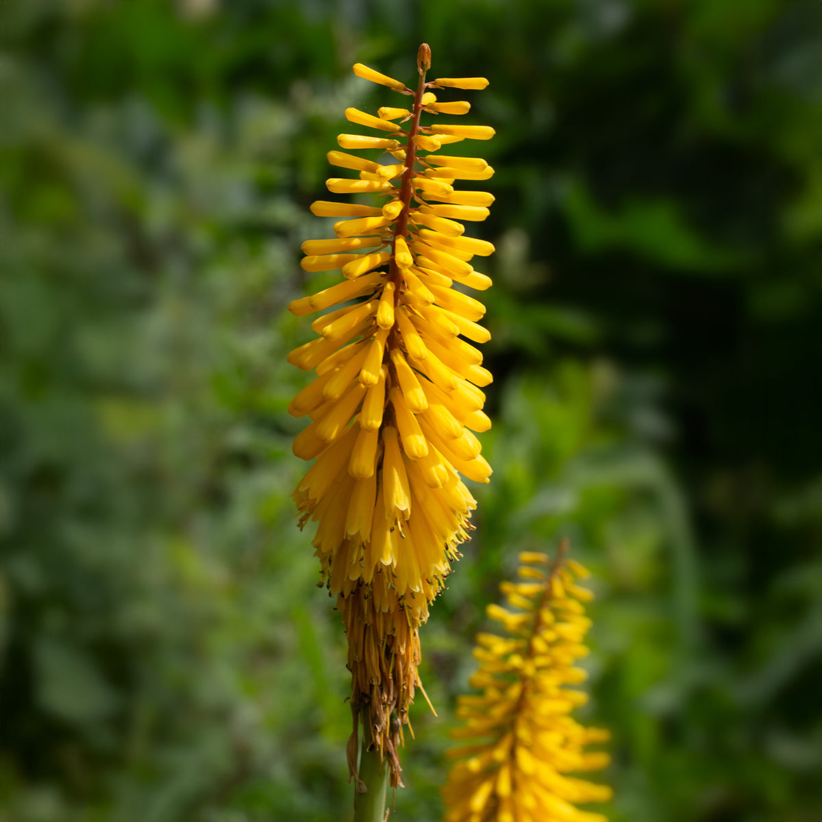 Fackellilien gelb (x3) - Kniphofia Sunningdale Gold - Willemse