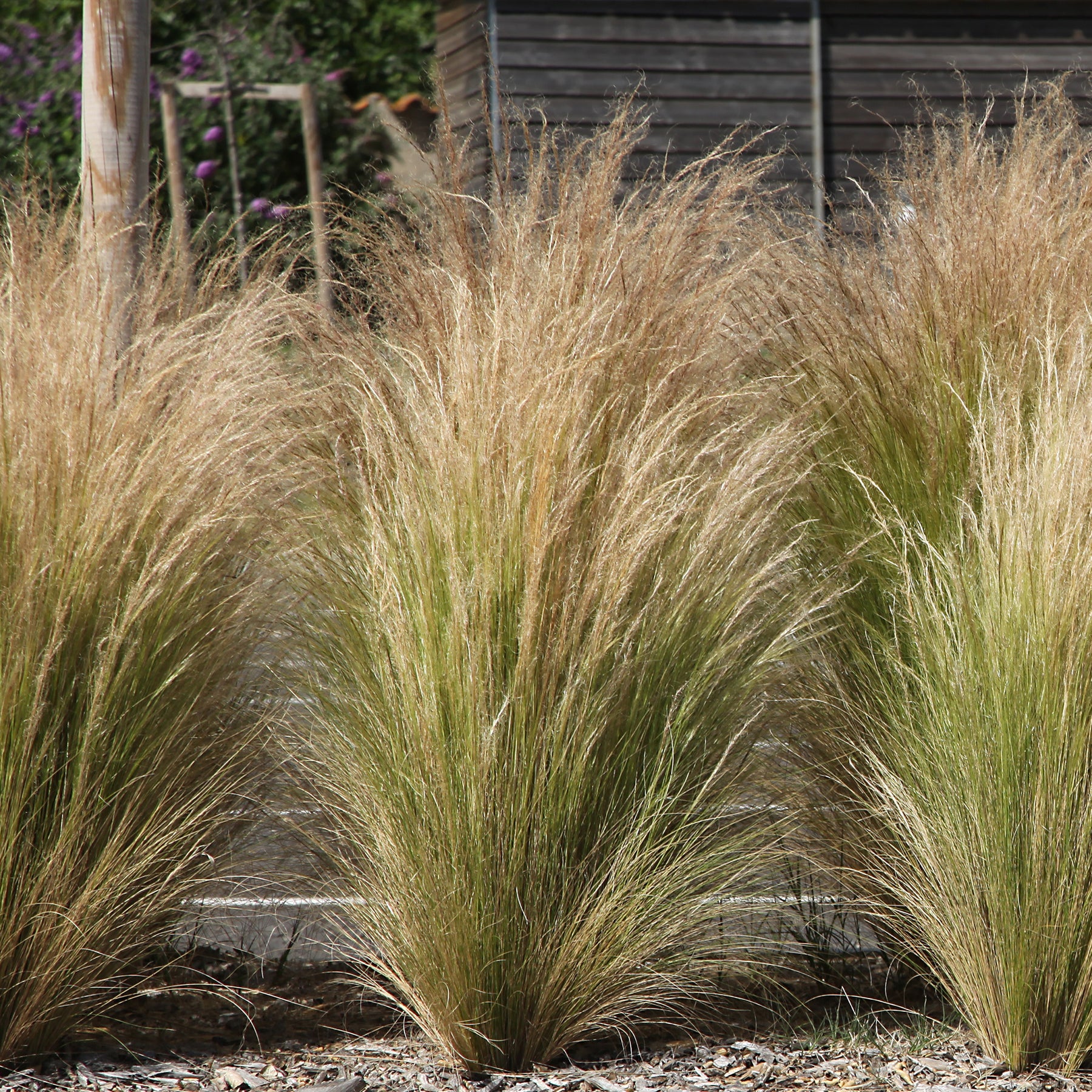 Stauden-Kollektion für modernes Outdoor-Design (x6) - Stipa tenuissima, Muhlenbergia capillaris, Lavandula angustifolia - Willemse