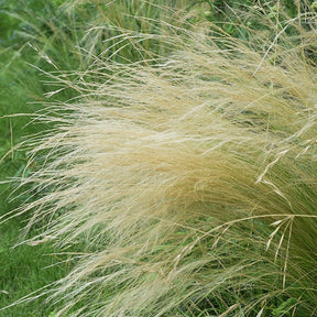 Stipa tenuissima - Federgras - Gräser