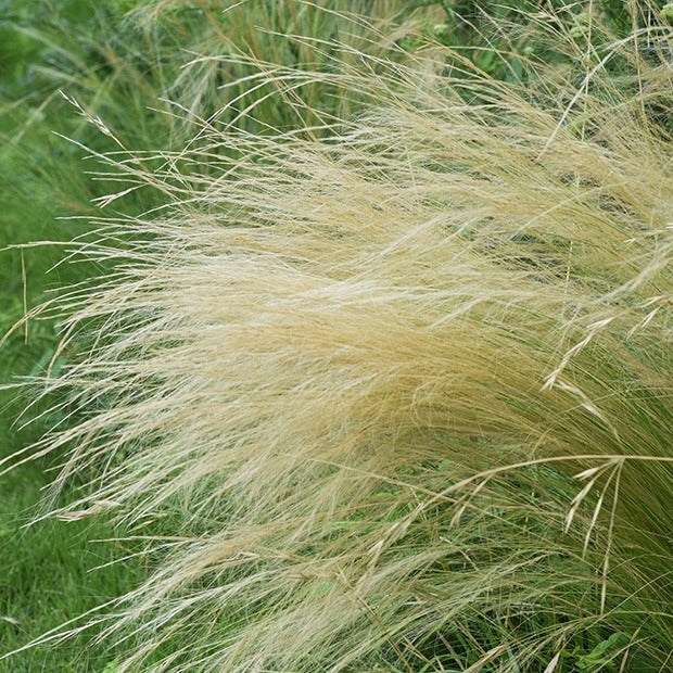 Stipa tenuissima - Federgras - Gräser