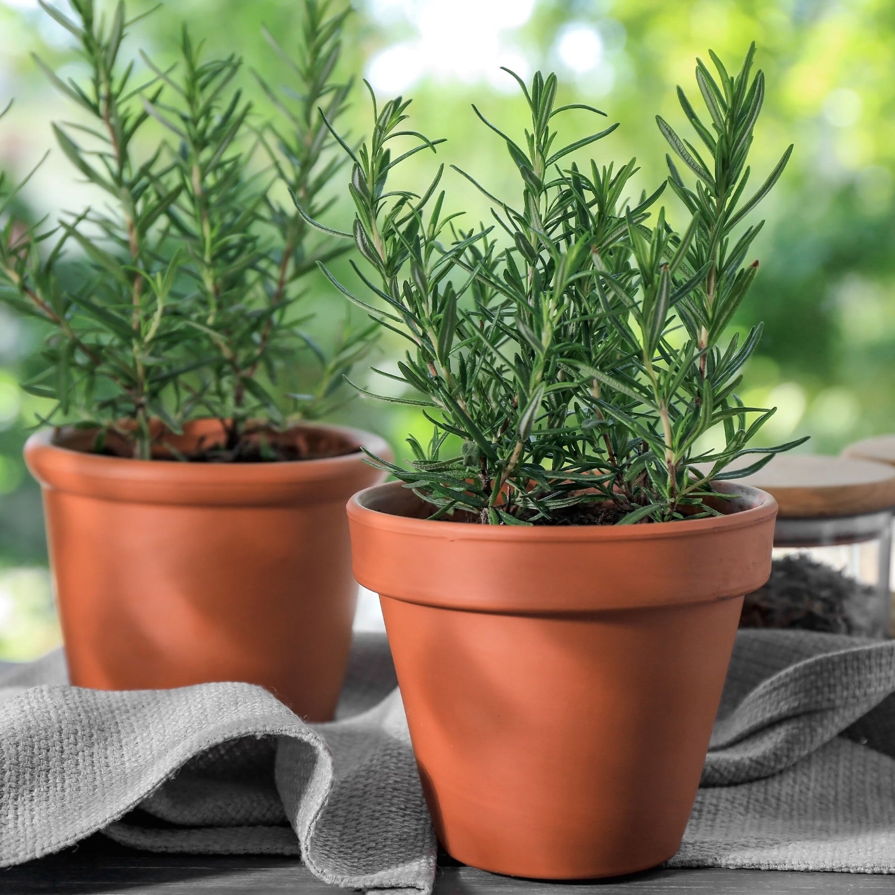 Rosmarin Pflanze - Rosmarinus officinalis - Willemse