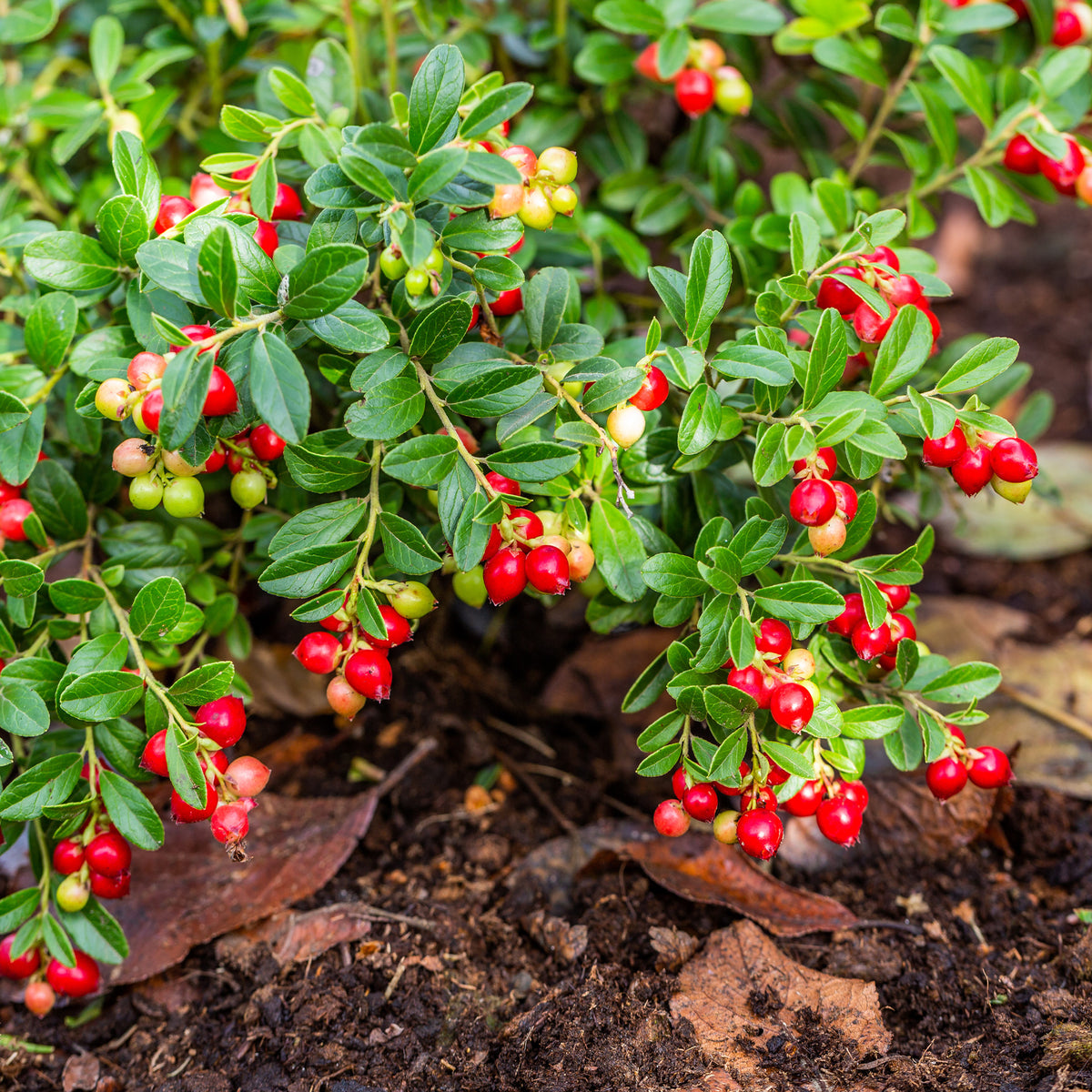 Großfrüchtige Moosbeere - Vaccinium macrocarpon - Willemse