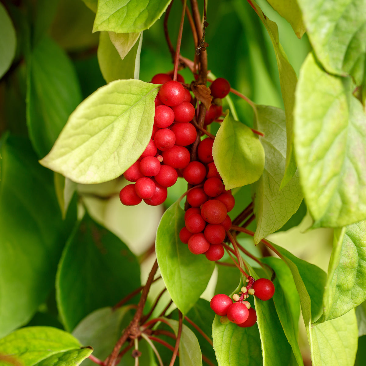 Verkauf Chinabeere - Schisandra chinensis