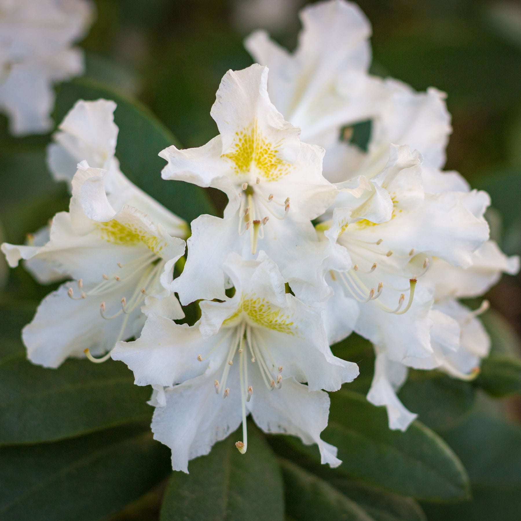 Verkauf Alpenrose Cunningham's White - Rhododendron Cunningham's White