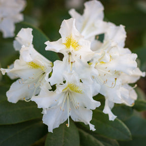 Verkauf Alpenrose Cunningham's White - Rhododendron Cunningham's White