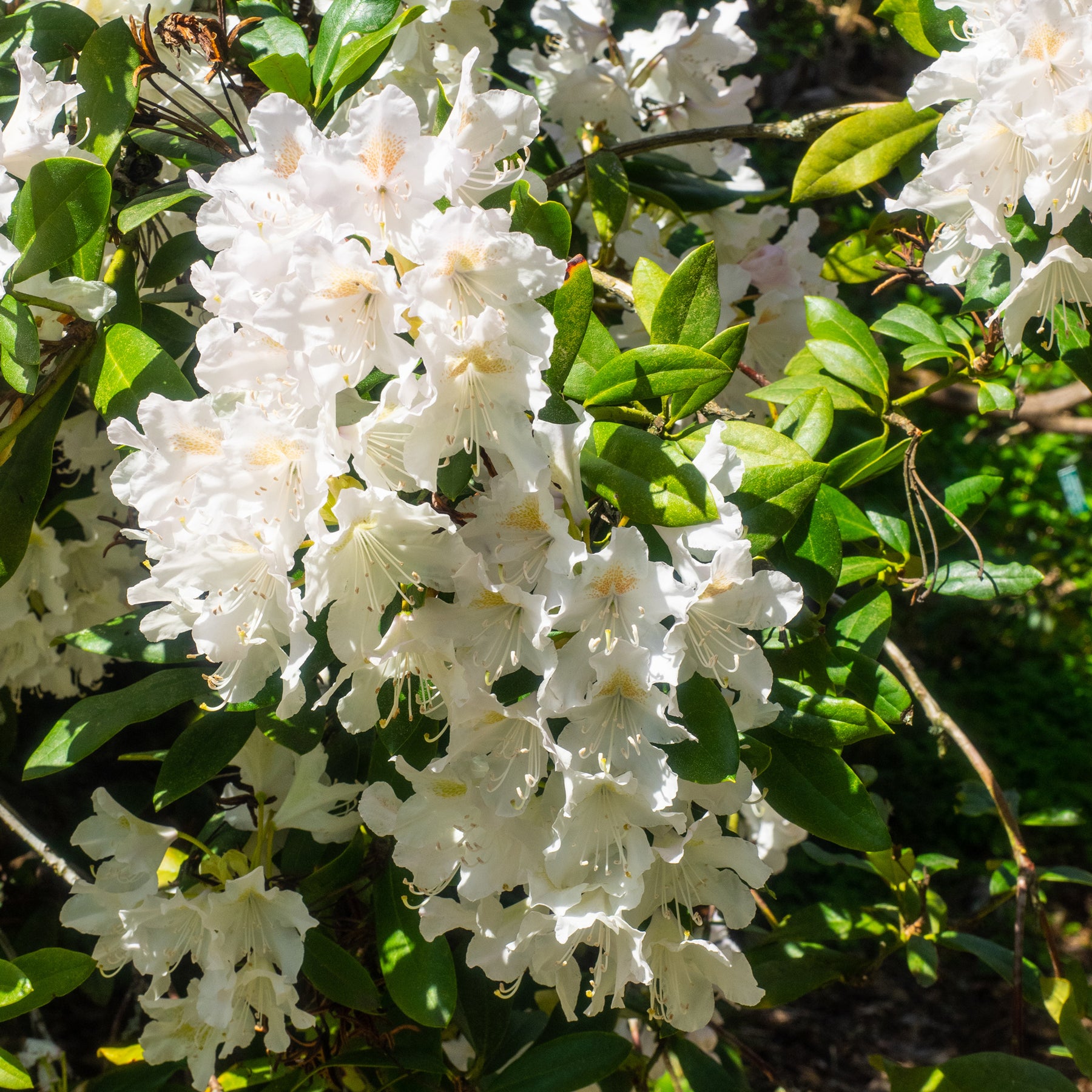 Rhododendron Cunningham's White - Alpenrose Cunningham's White - Rhododendron