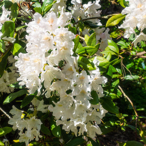 Rhododendron Cunningham's White - Alpenrose Cunningham's White - Rhododendron
