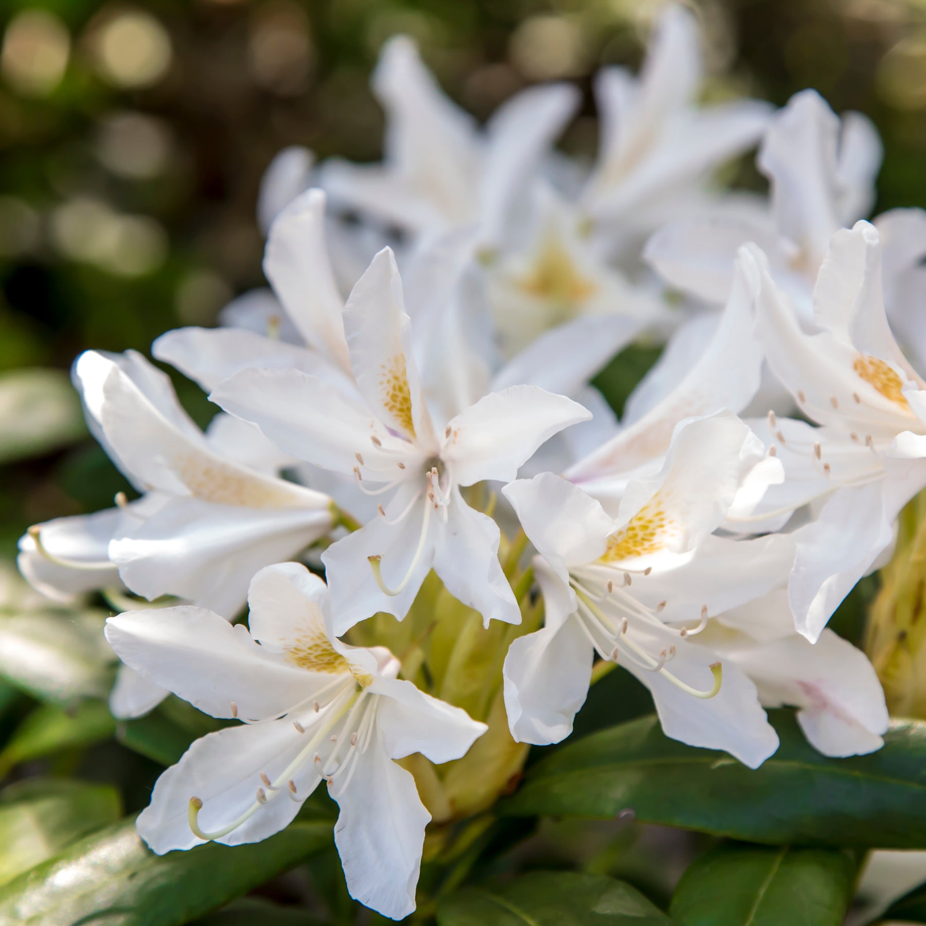 Alpenrose Cunningham's White - Rhododendron Cunningham's White - Willemse