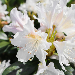 Rhododendron - Alpenrose Cunningham's White - Rhododendron Cunningham's White