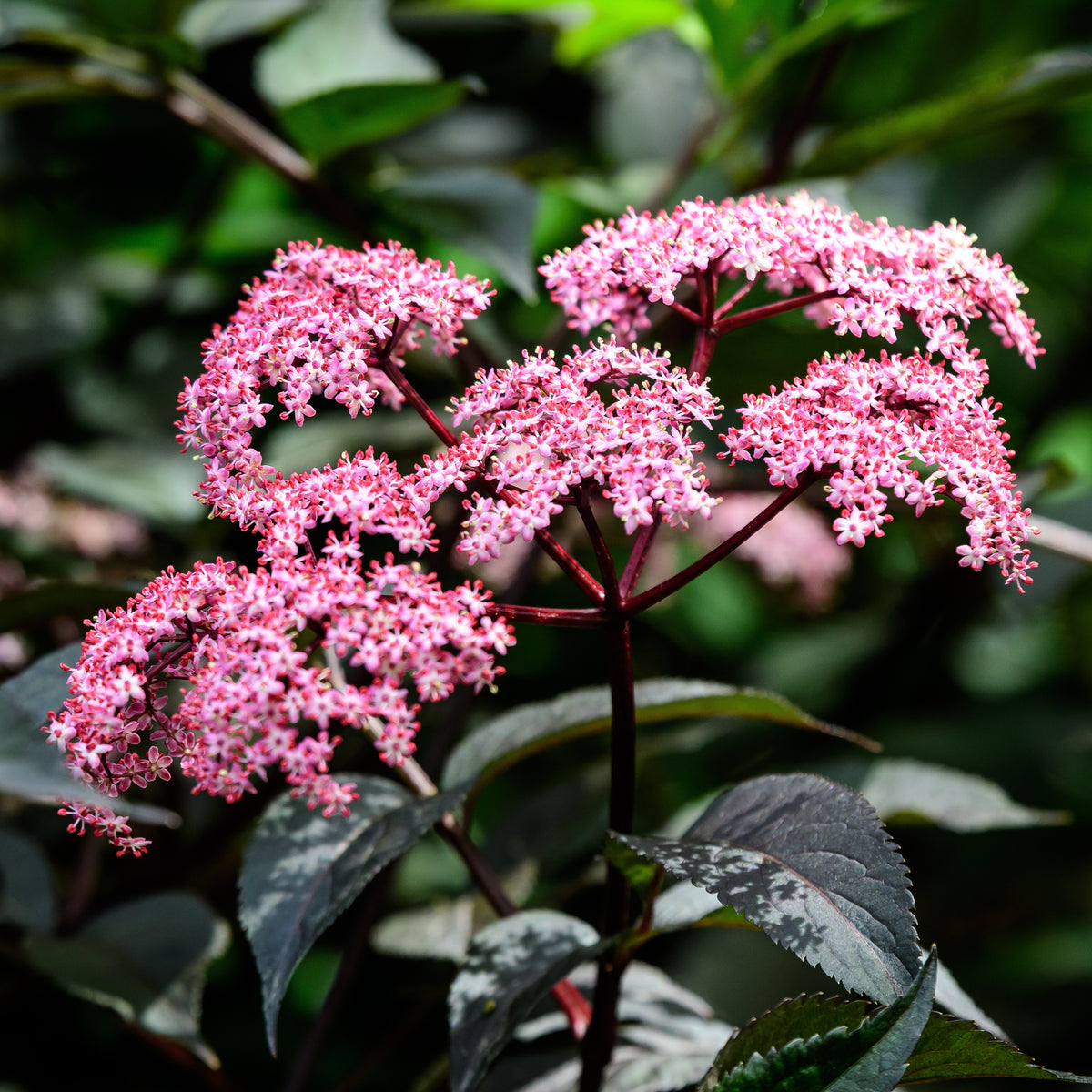 Sambucus nigra Thundercloud - Schwarzer Holunder - Sträucher