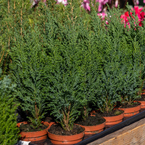 Chamaecyparis Boulevard, Ellwoodii, Thuja Rheingold, Pinus Mugo, Juniperus Wiltonii - Immergrüne Nadelbaum Mischung (x5) - Immergrüne Pflanzen