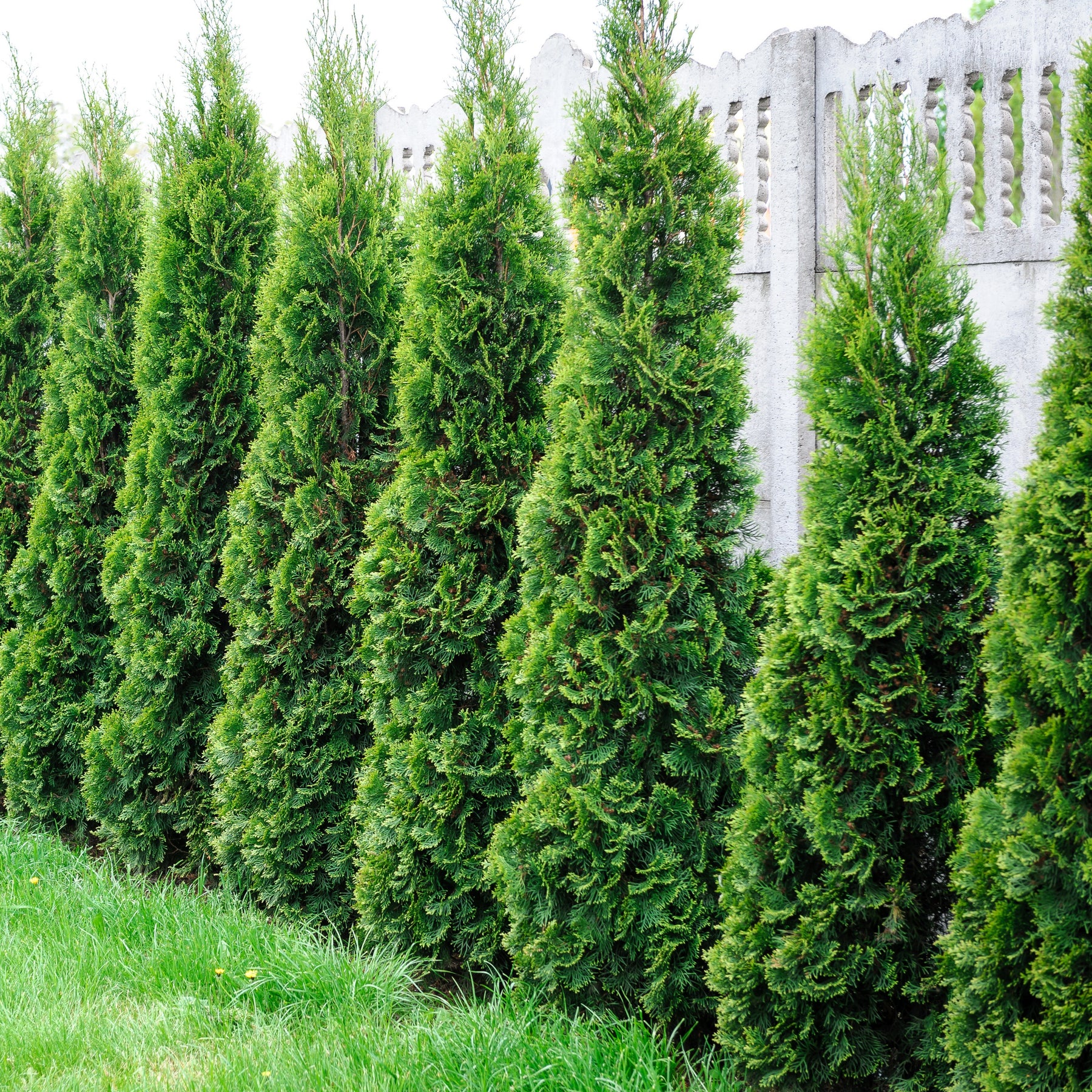 Immergrüne Pflanzen - Immergrüne Nadelbaum Mischung (x5) - Chamaecyparis Boulevard, Ellwoodii, Thuja Rheingold, Pinus Mugo, Juniperus Wiltonii