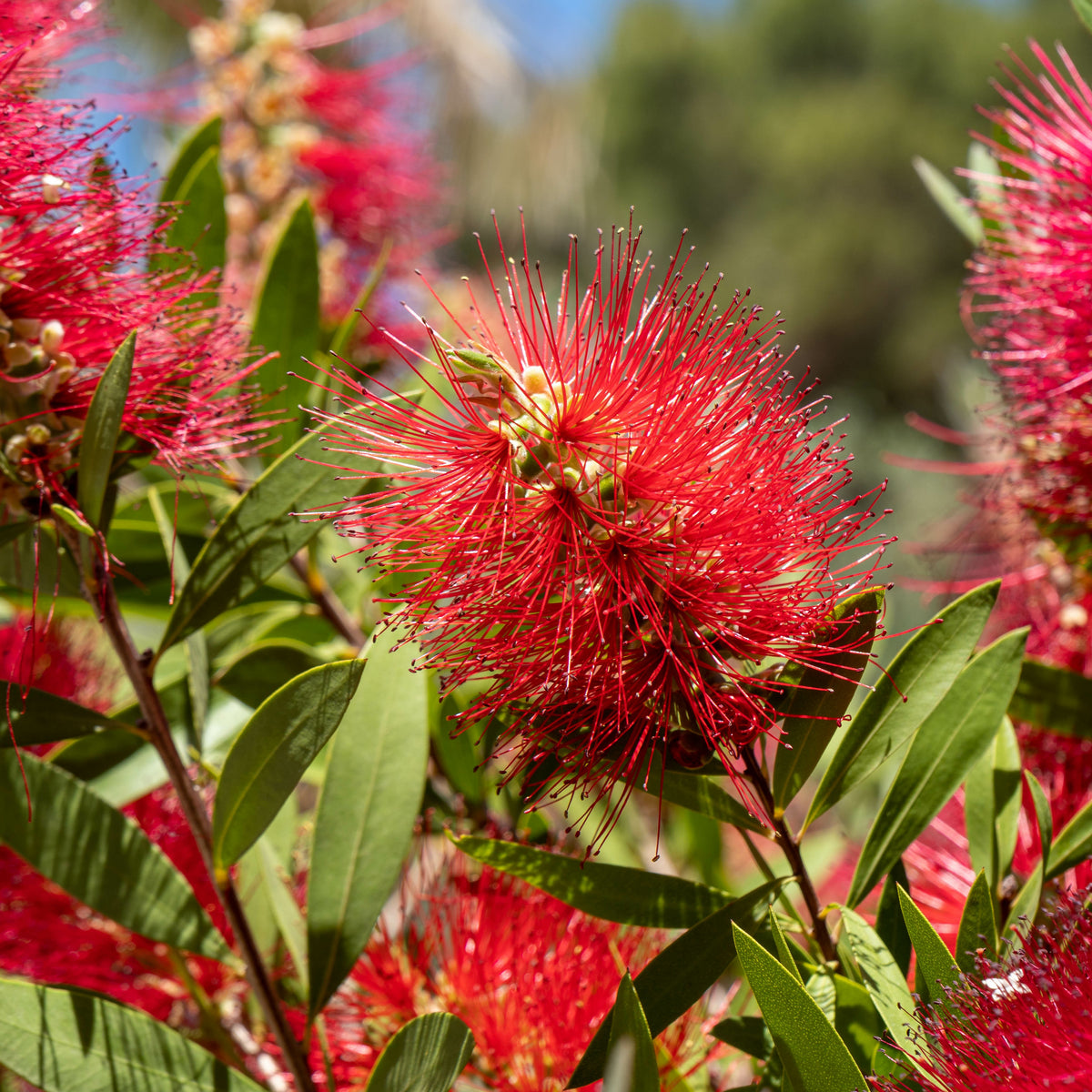 Zylinderputzer - Callistemon laevis - Willemse