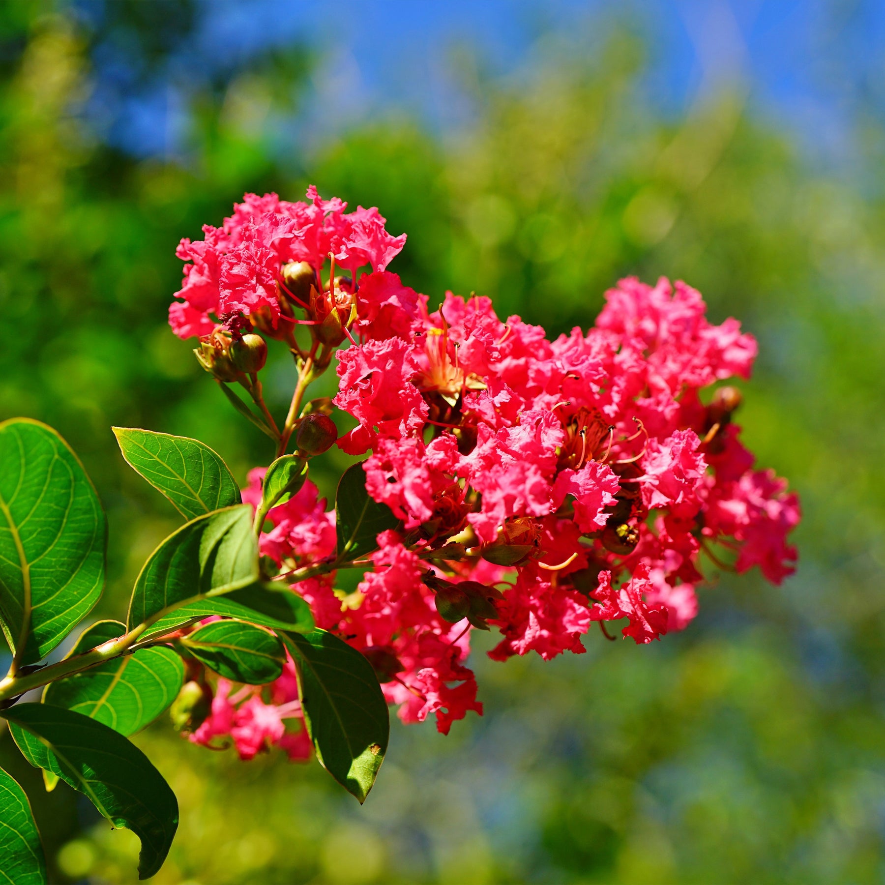 Lagerströmie rot - Lagerstroemia indica Red Imperator - Willemse