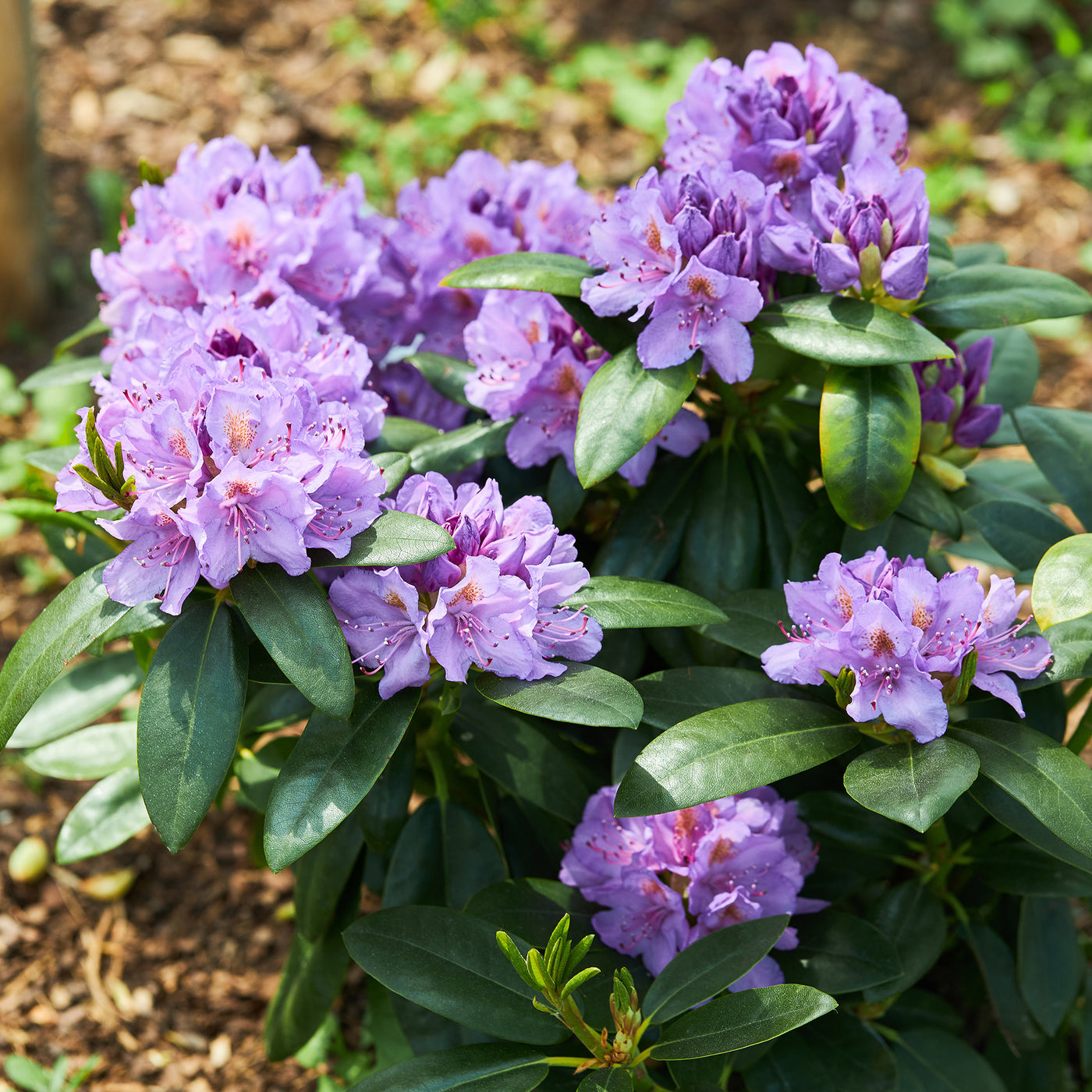 Rhododendron catawbiense 'Grandiflorum' - Willemse