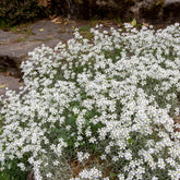 Filziges Hornkraut (x3) - Cerastium tomentosum - Willemse