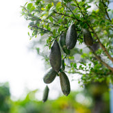 Zitronenbäume - Kaviarlimette - Citrus australasica