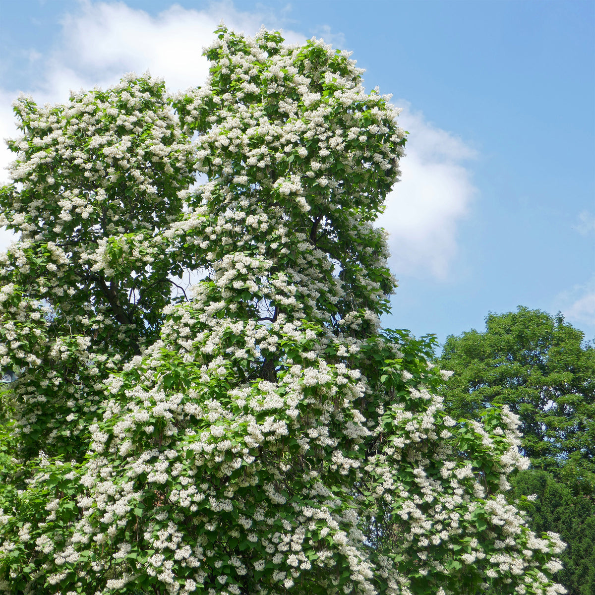 Trompetenbaum - Catalpa bignonioides - Willemse