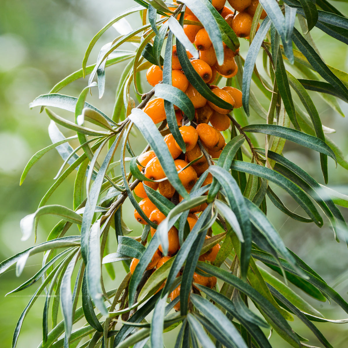  - Sanddorn - Hippophae rhamnoides