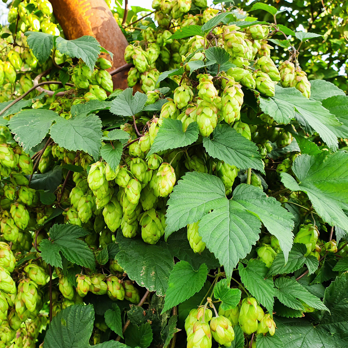Hopfen - Humulus lupulus