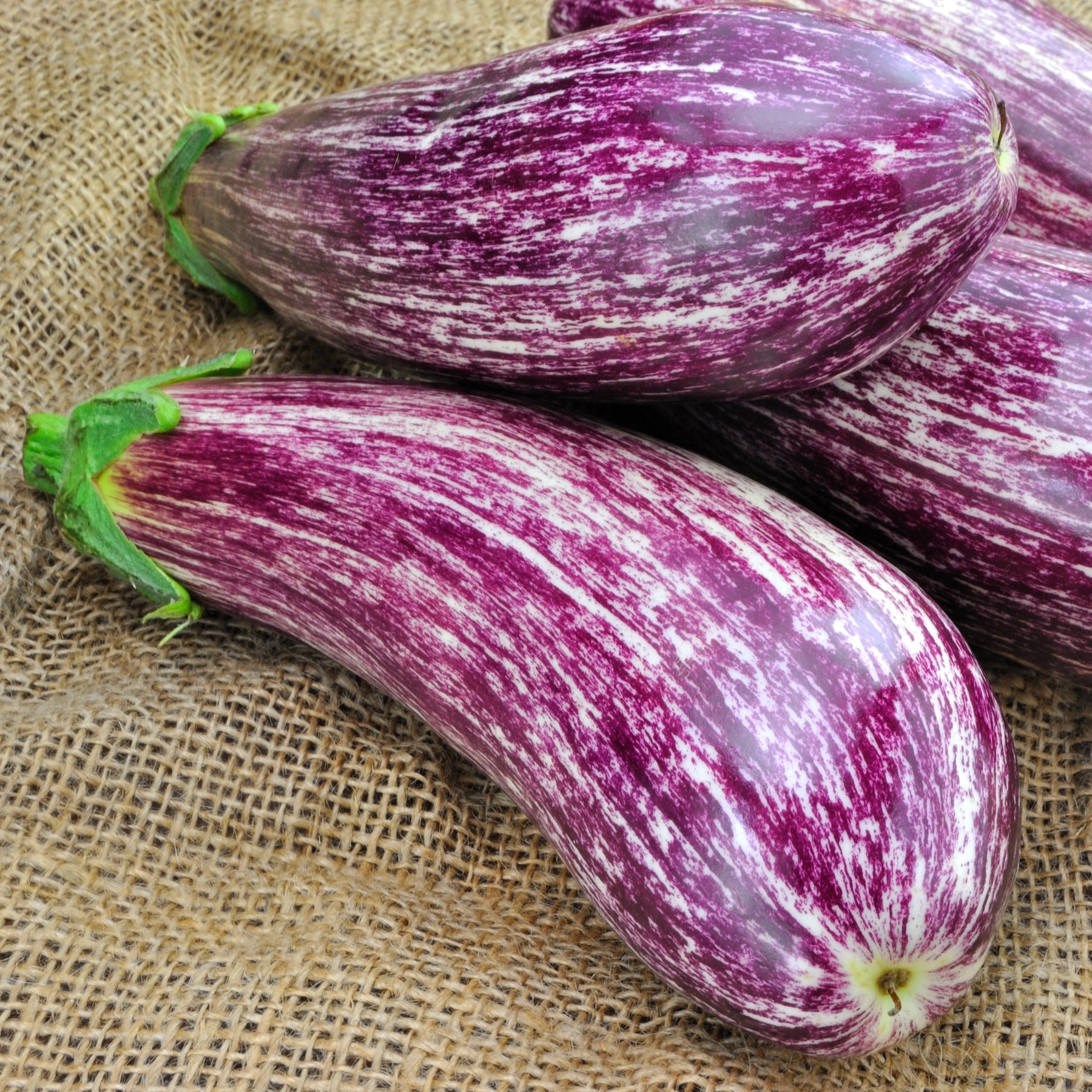 Solanum melongena listada de gandia - Aubergine 'Listada de Gandia' - Solanum melongena - Aubergine