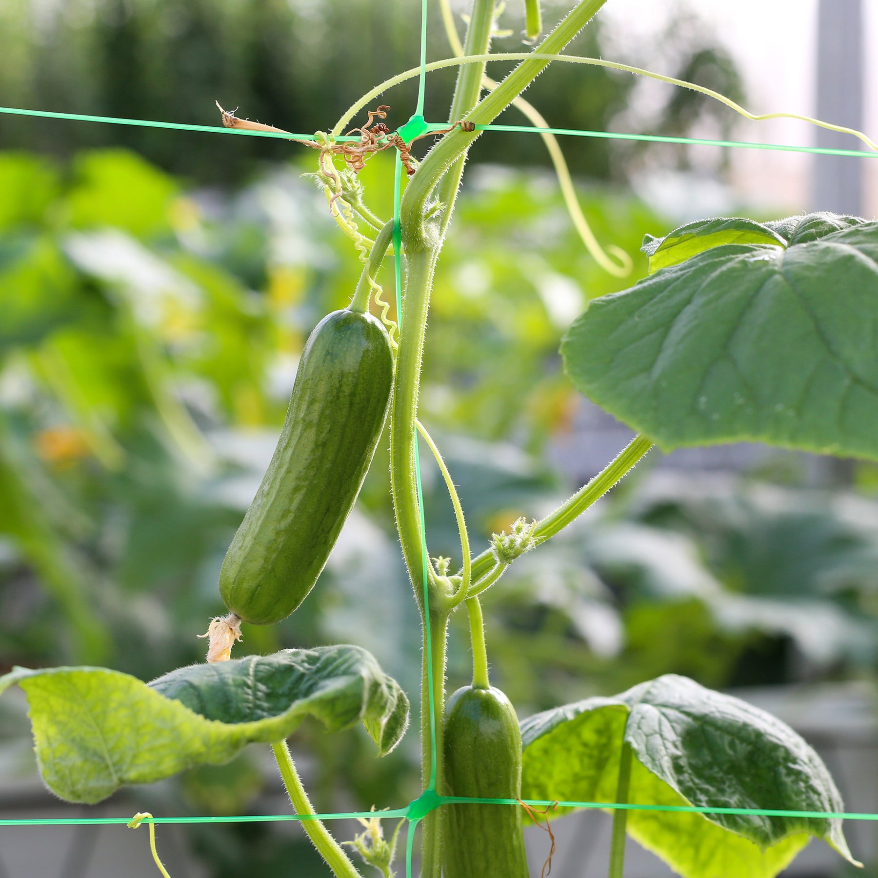 Gurke Mini Broumana F1 - Cucumis sativus mini broumana f1 - Willemse