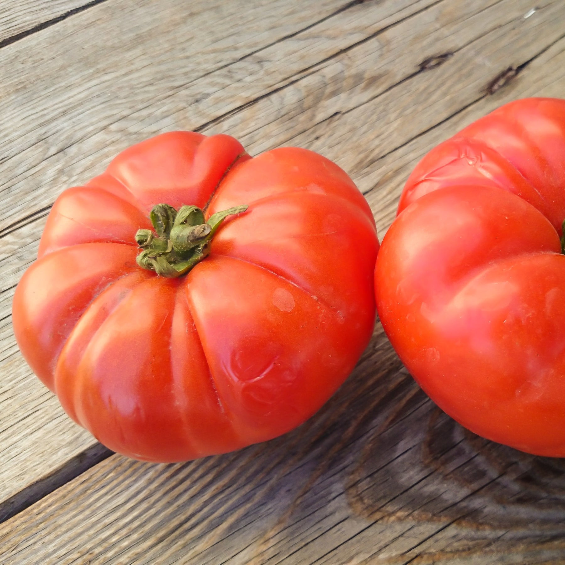 Fleischtomate Marmande