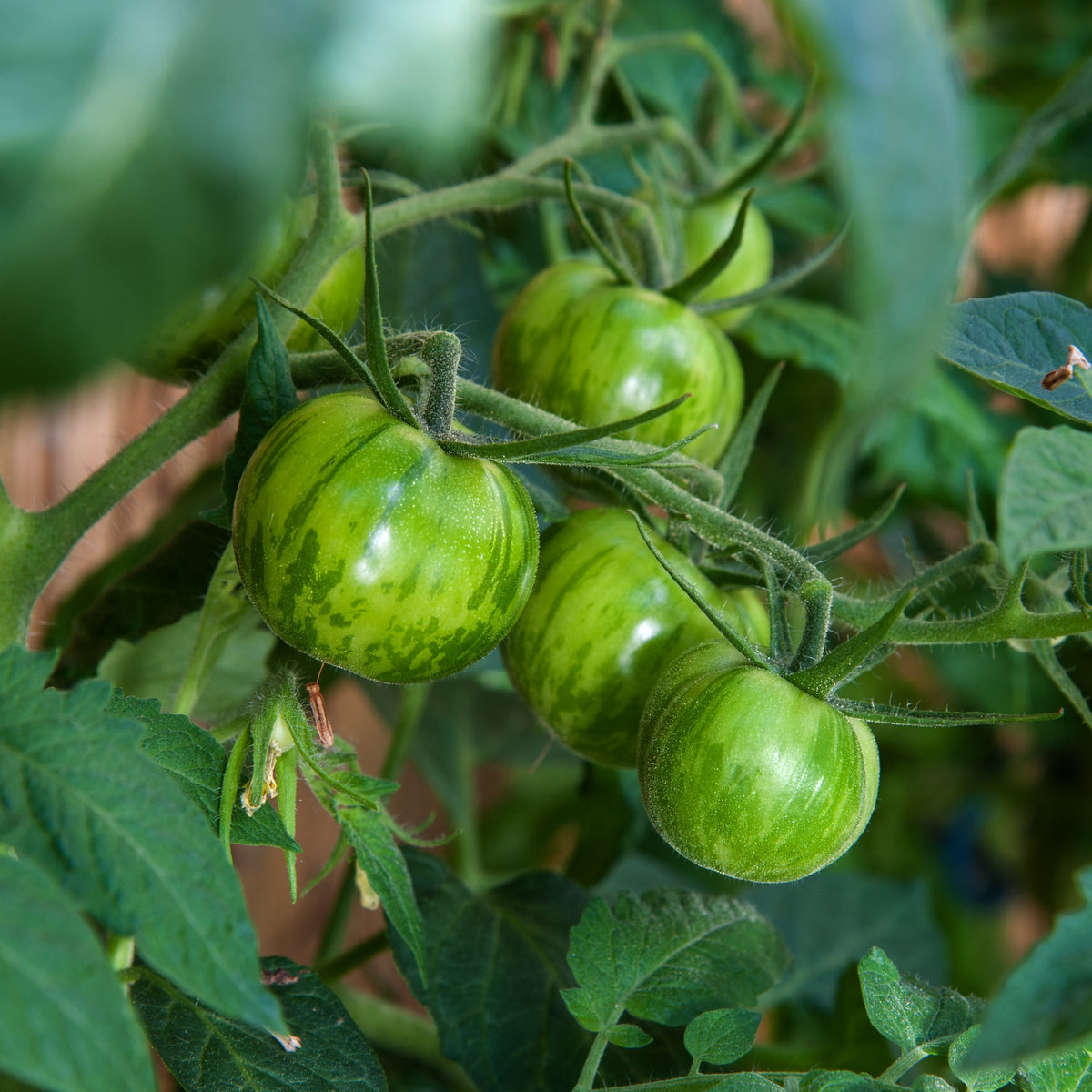 Tomate ‘Green Zebra’