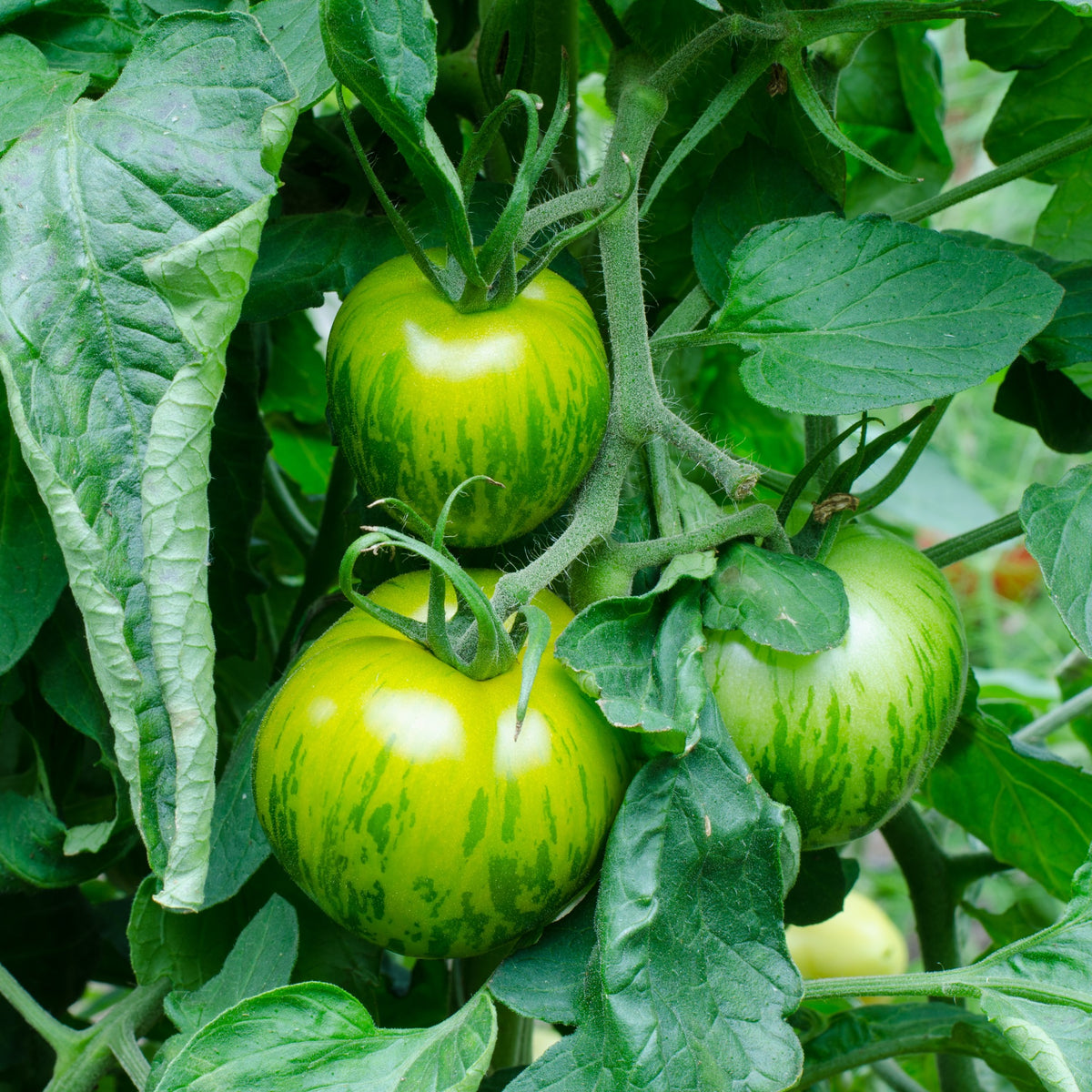 Tomate ‘Green Zebra’