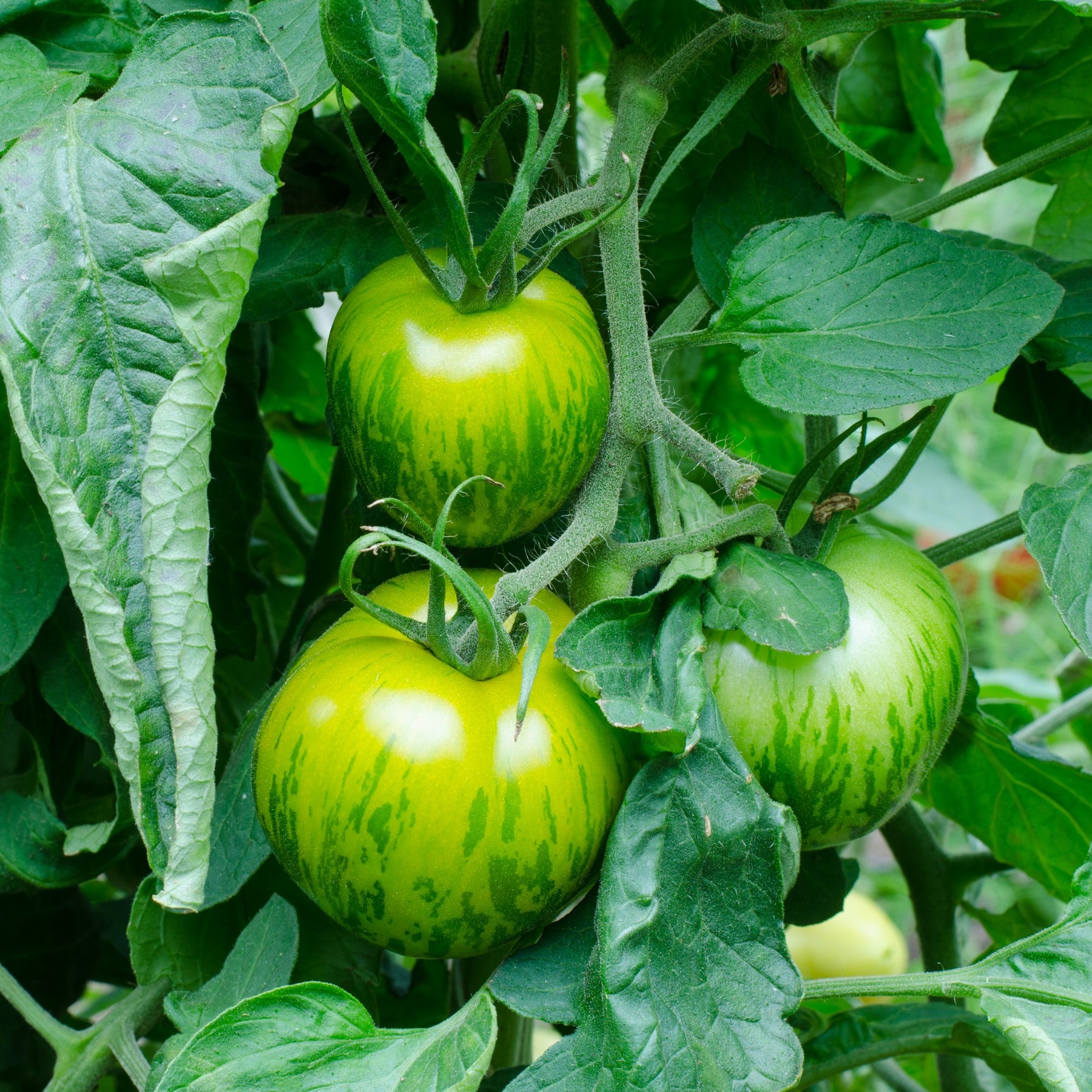Tomate ‘Green Zebra’