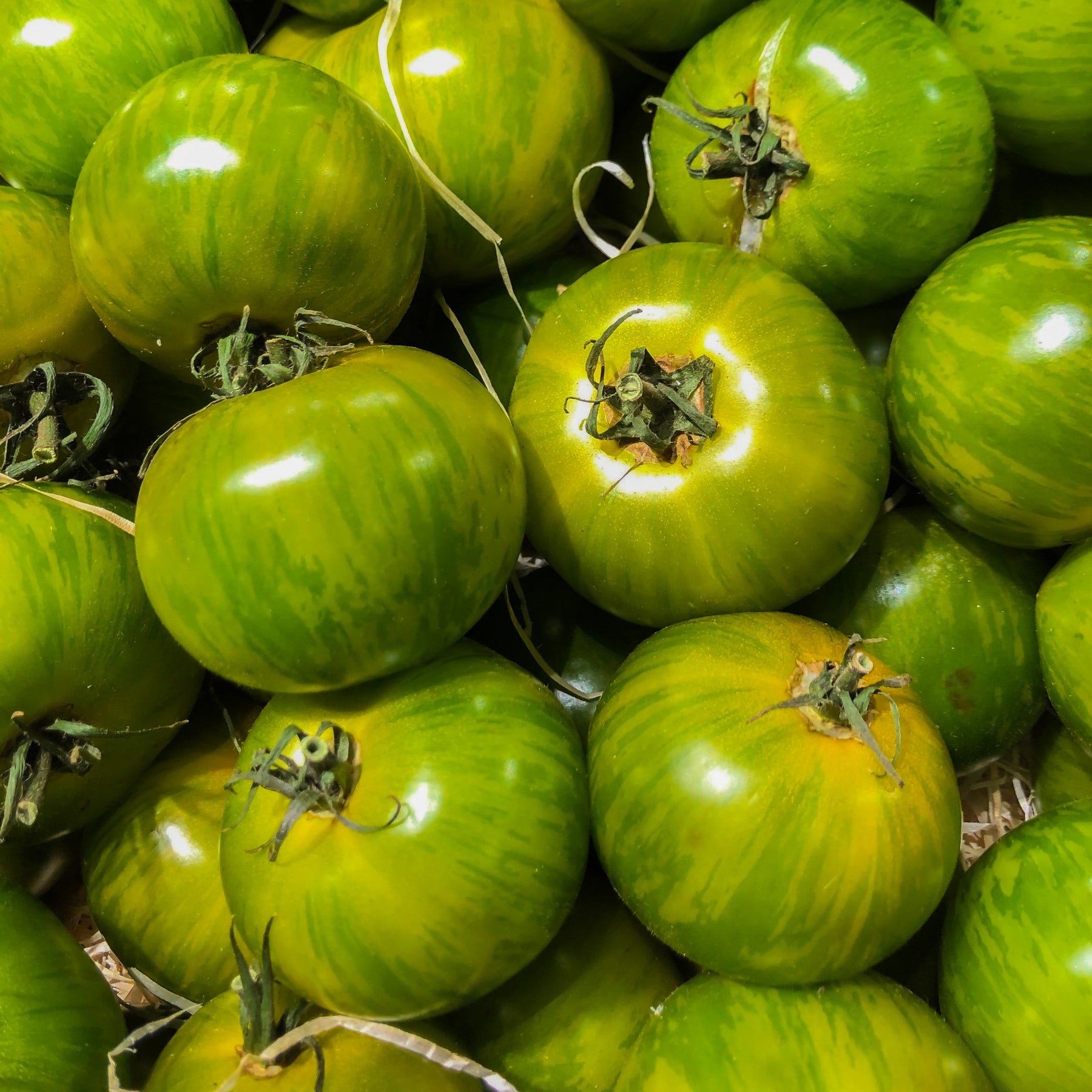 Tomate ‘Green Zebra’