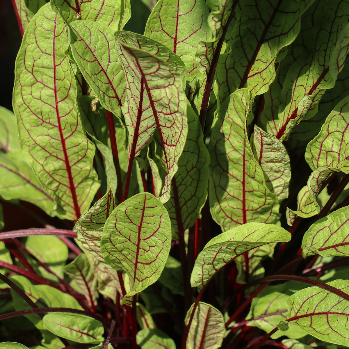 Blut-Ampfer ‘Bloody Dock’