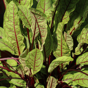 Blut-Ampfer ‘Bloody Dock’