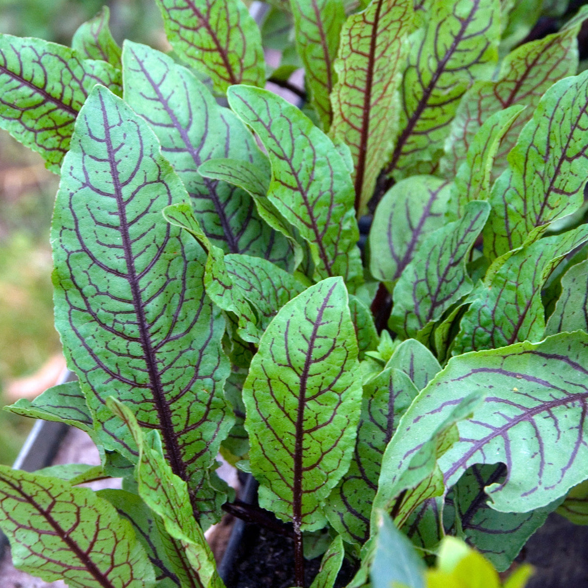 Blut-Ampfer ‘Bloody Dock’